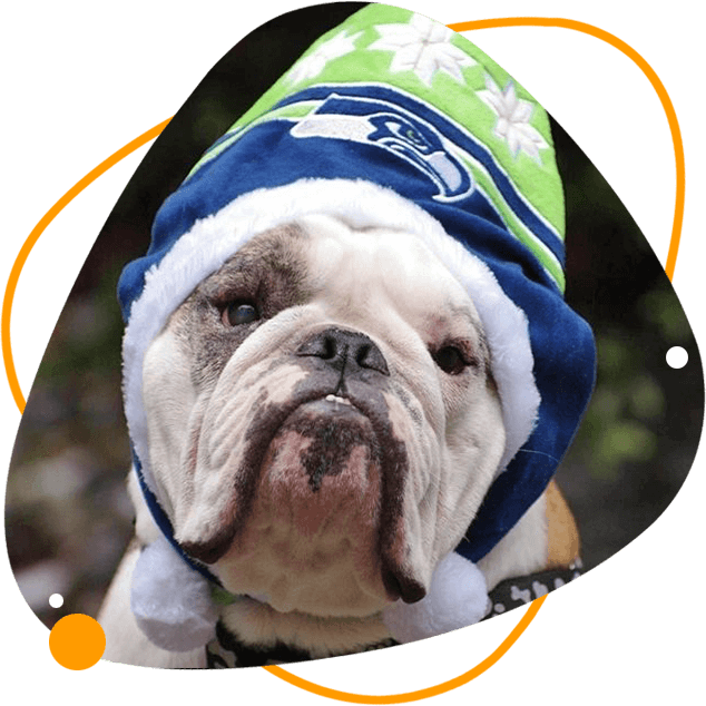 A dog wearing a seahawks hat and collar.