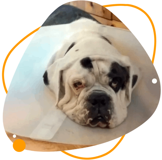 A dog with a cone on its head.