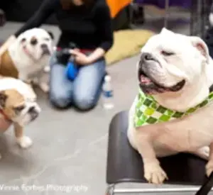 A group of dogs sitting on top of a bench.